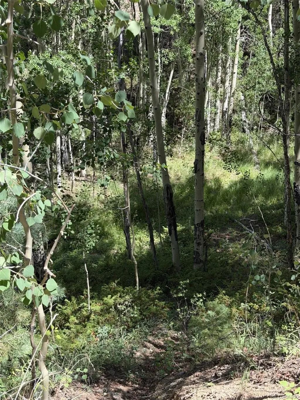 Kawasaki, San Luis