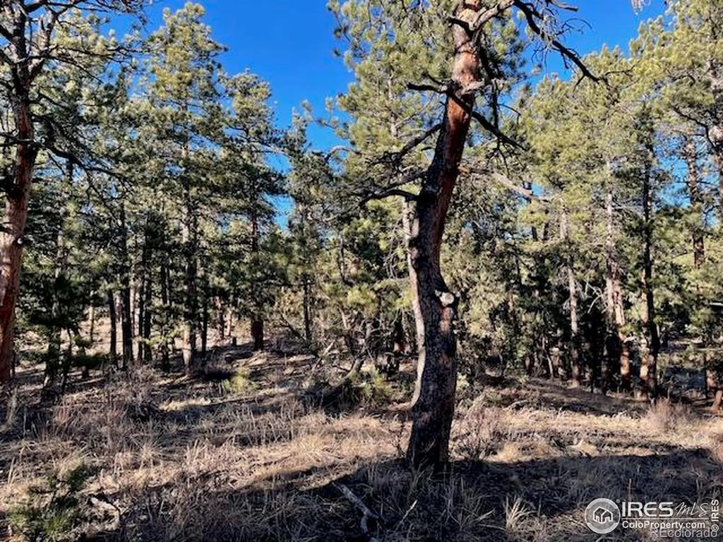 Pine Drive, Lyons