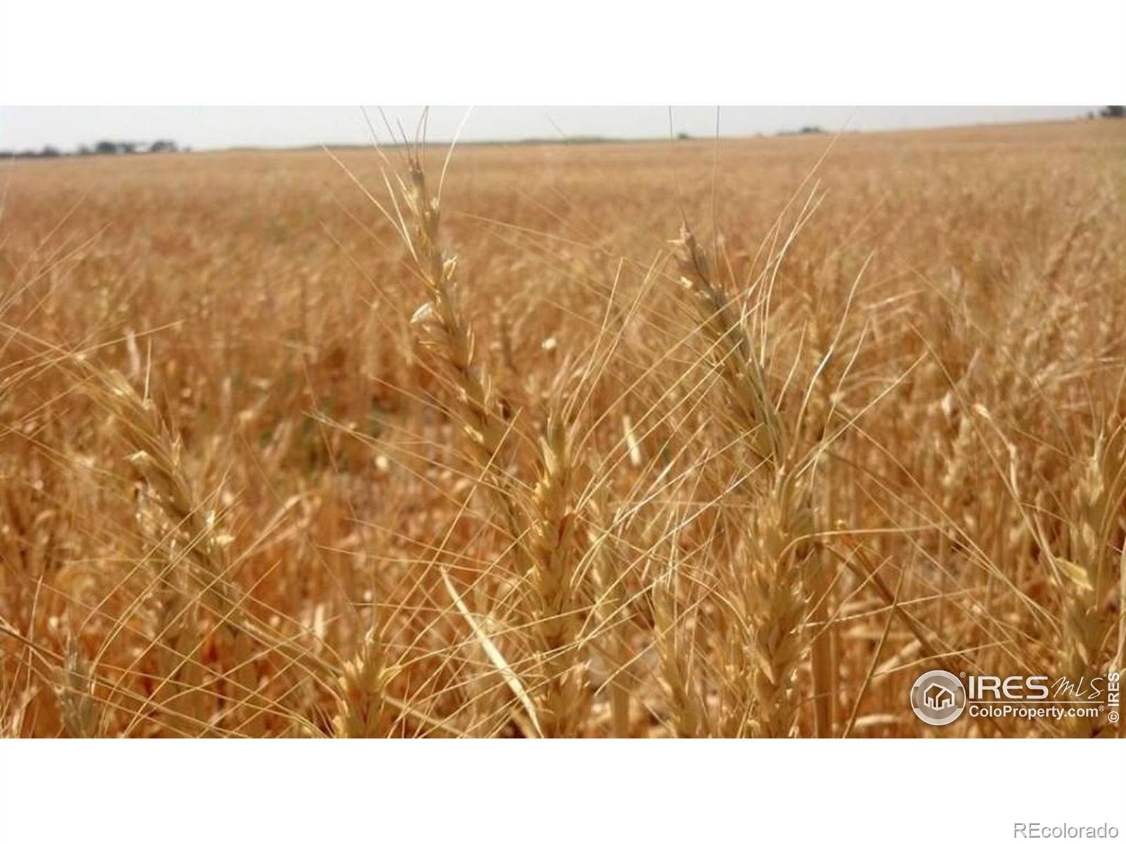 Photo of Listing #IR1046663