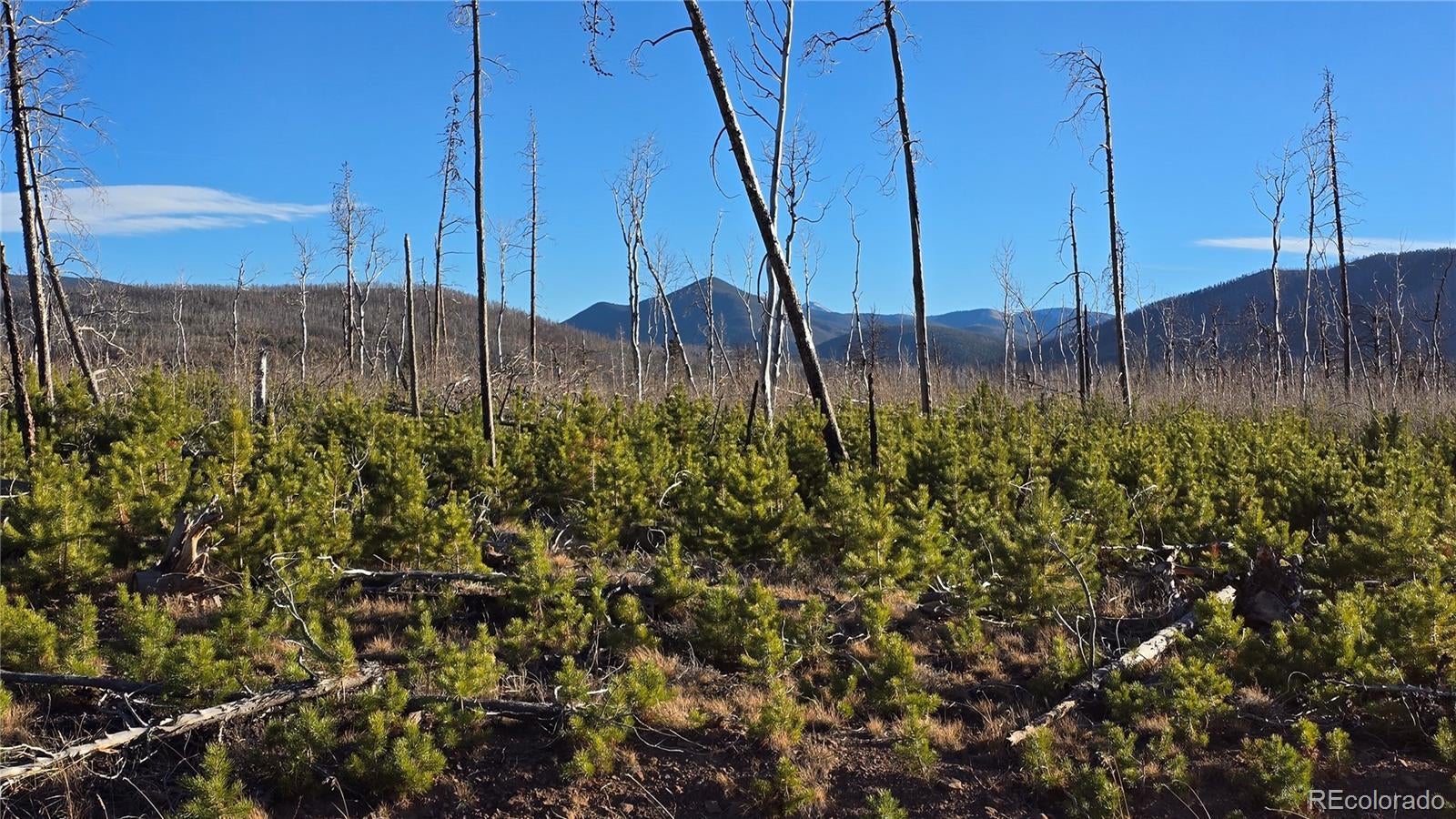 Photo of Listing #2553882