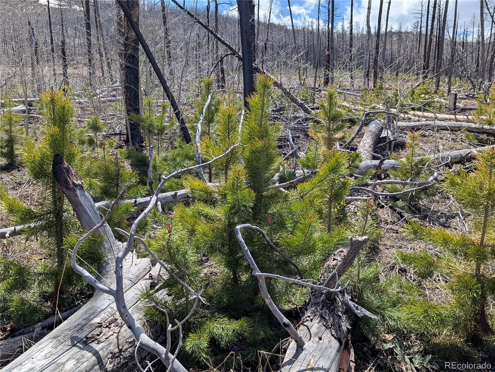 Photo of Listing #3102601