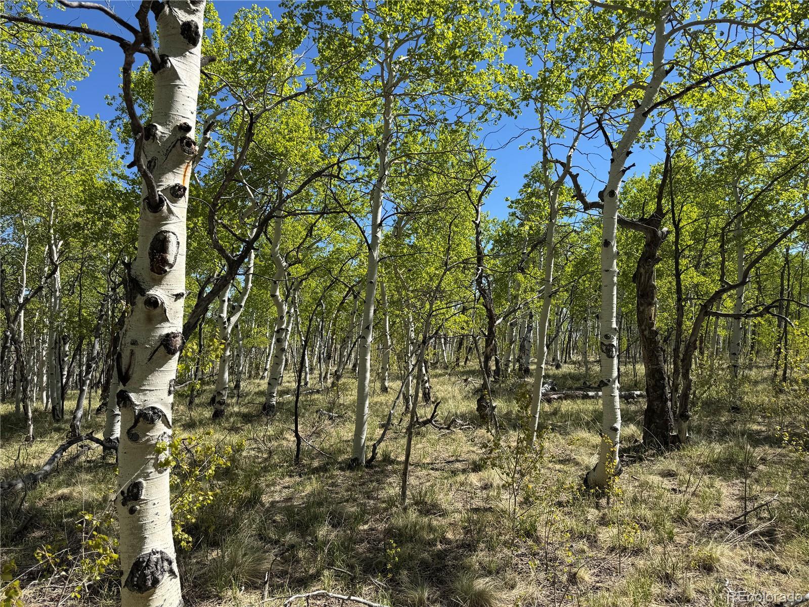 Photo of Listing #3361443