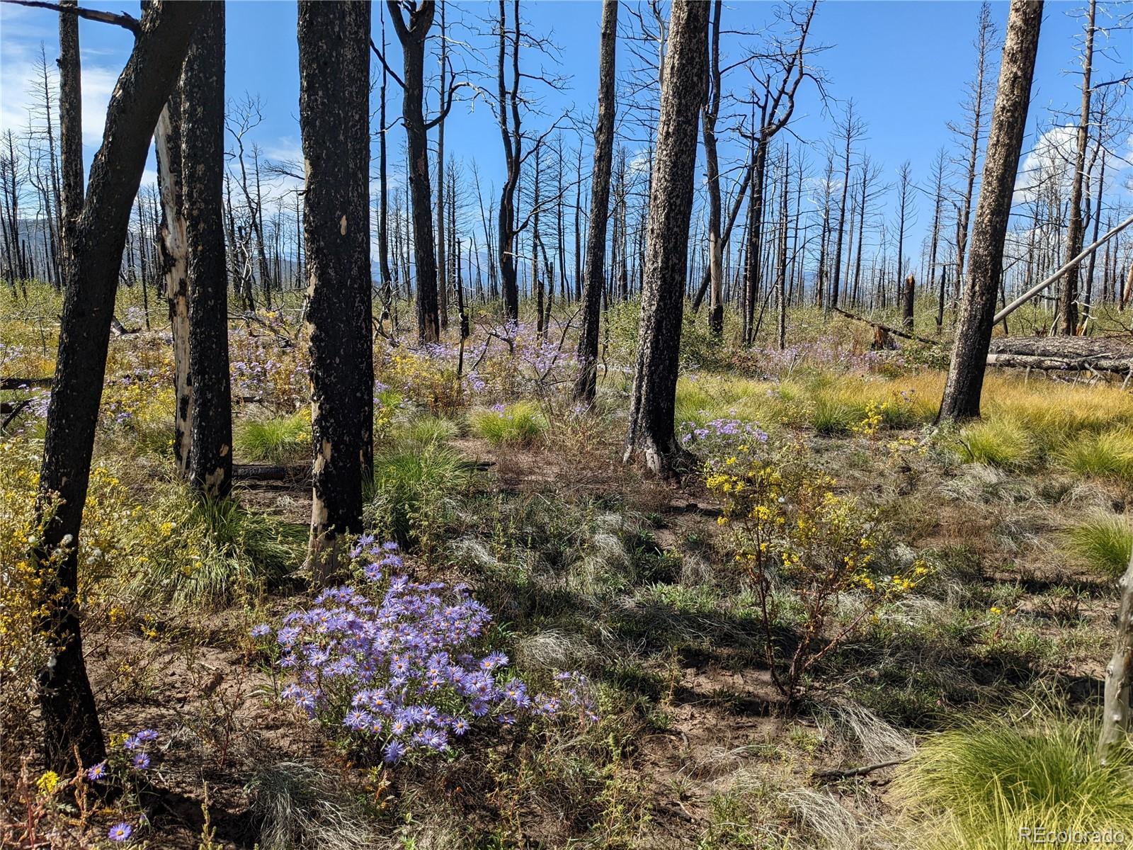 Photo of Listing #3870529