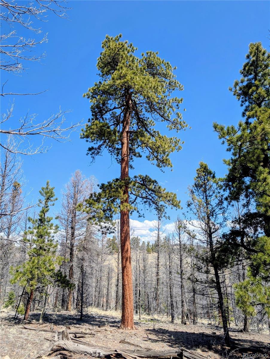 Photo of Listing #5541460