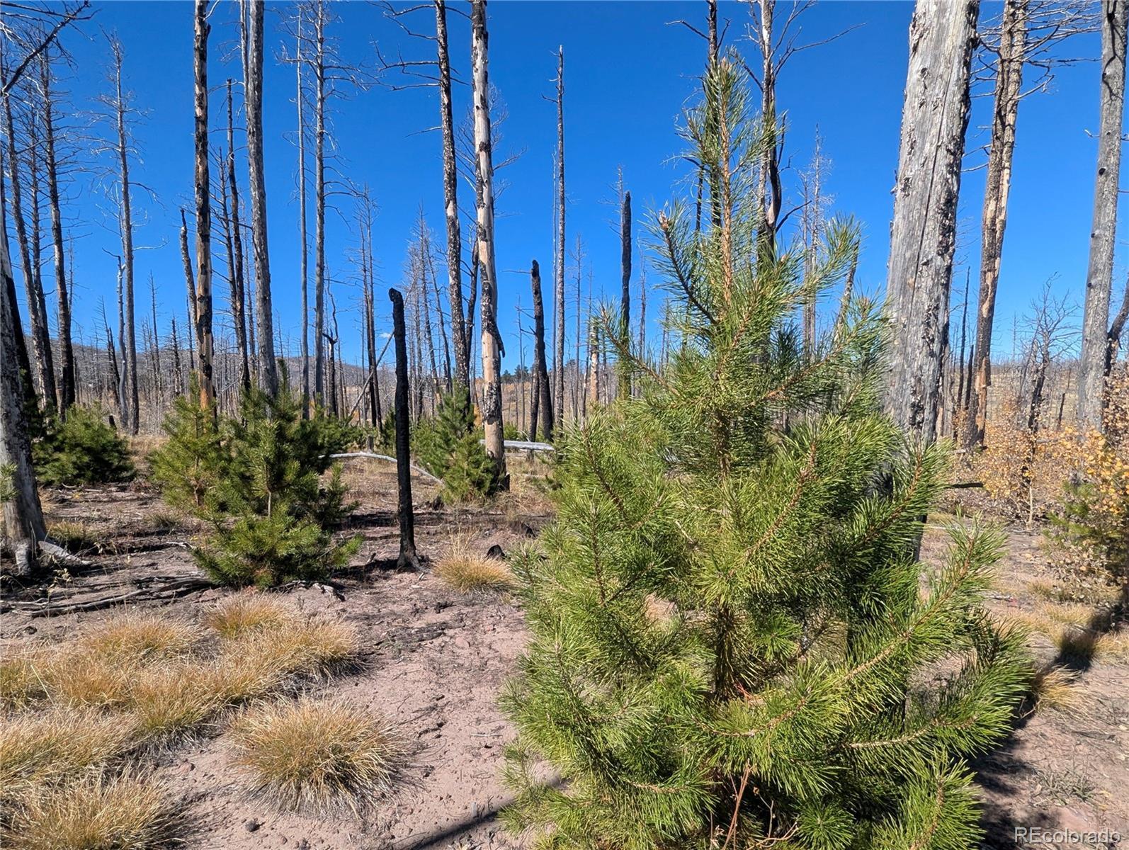 Photo of Listing #7182438