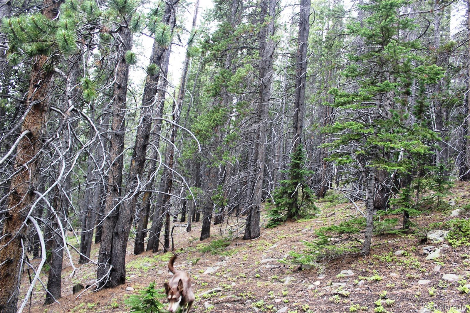 Photo of Listing #7623218