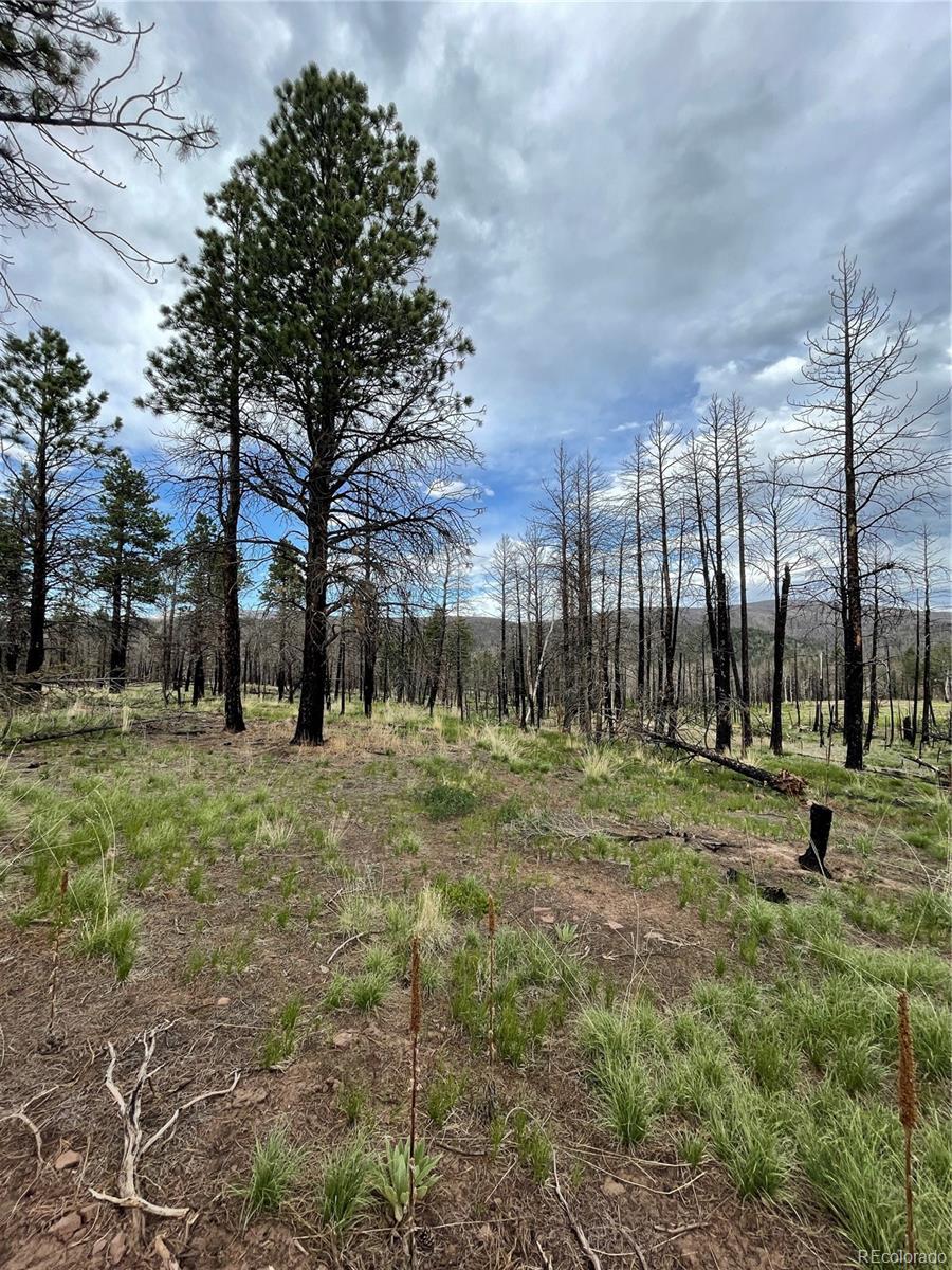 Photo of Listing #7941849