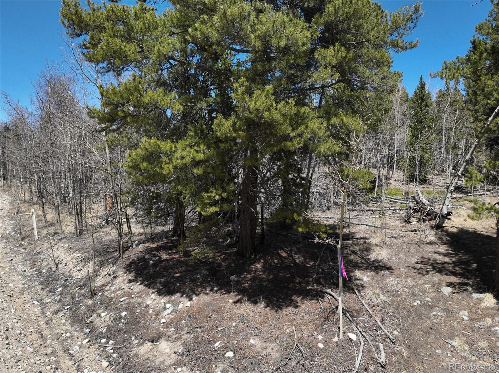 Photo of Listing #7955397