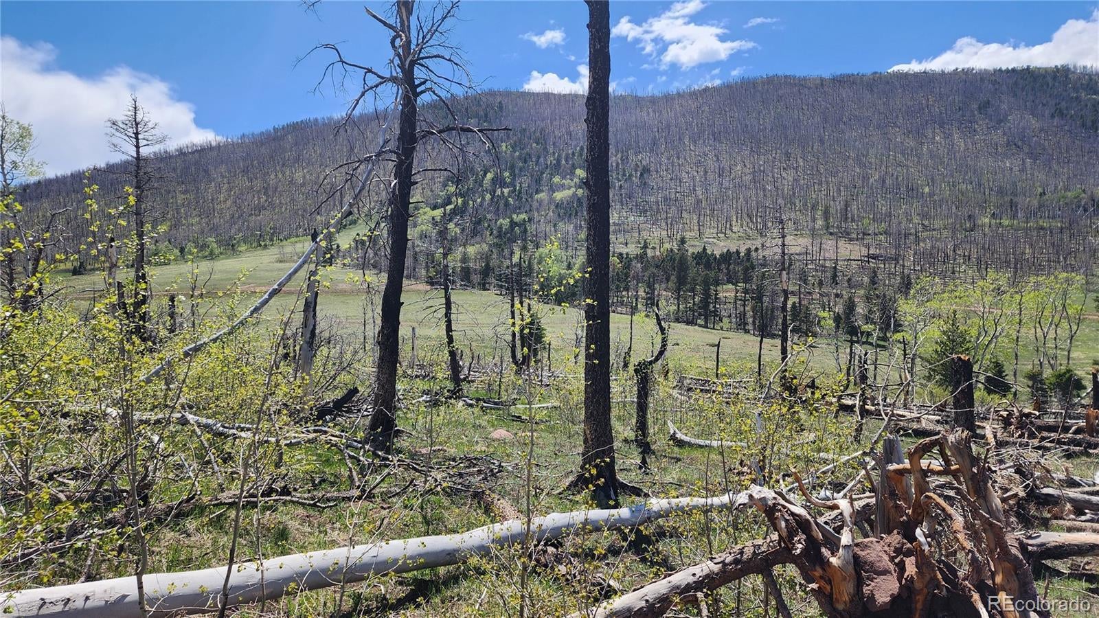 Photo of Listing #9847605