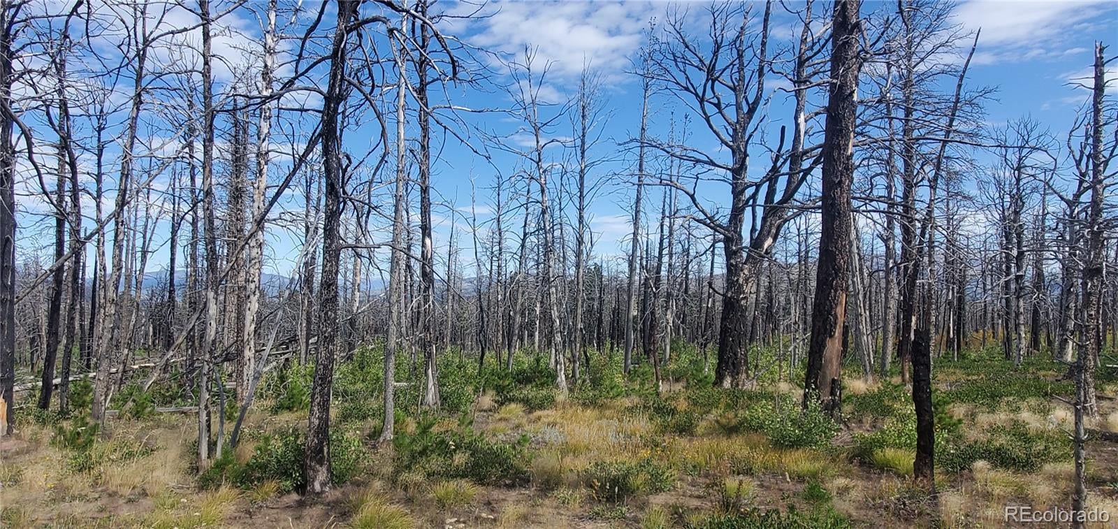 Photo of Listing #9934186