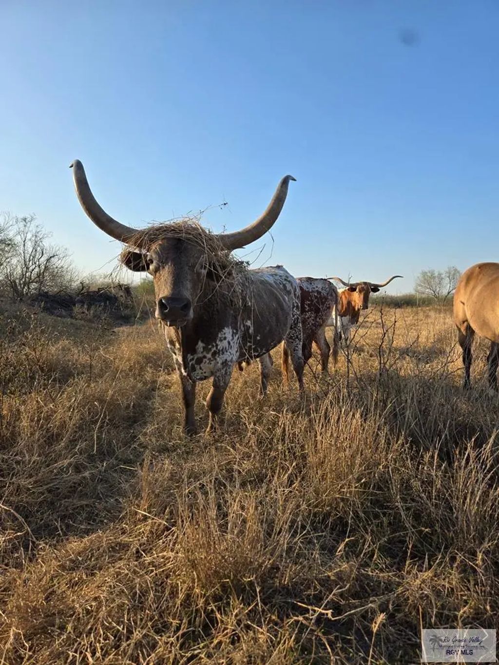 W Fm 675, SAN BENITO