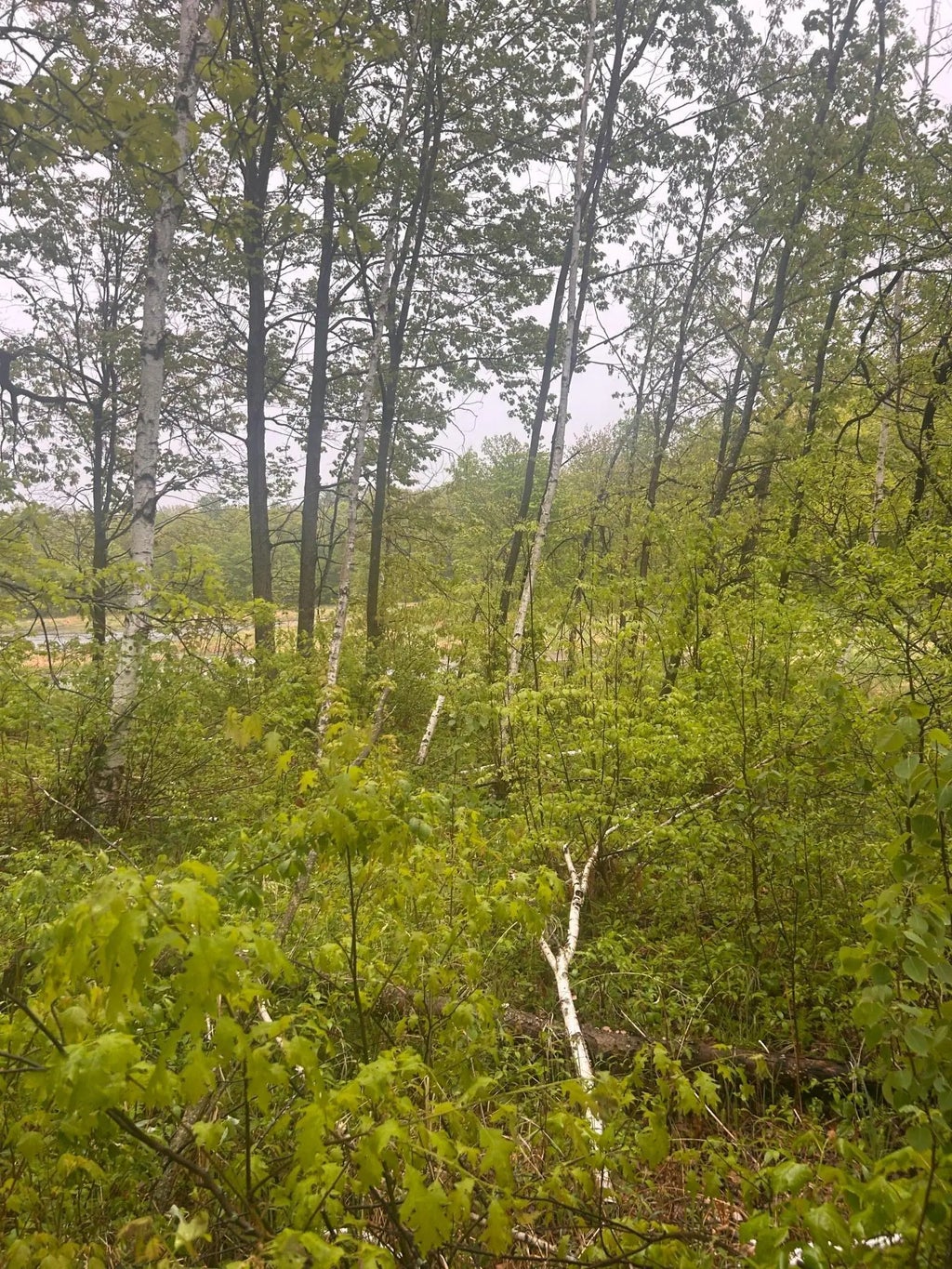 Xxx Cardinal Trail, Cushing Twp