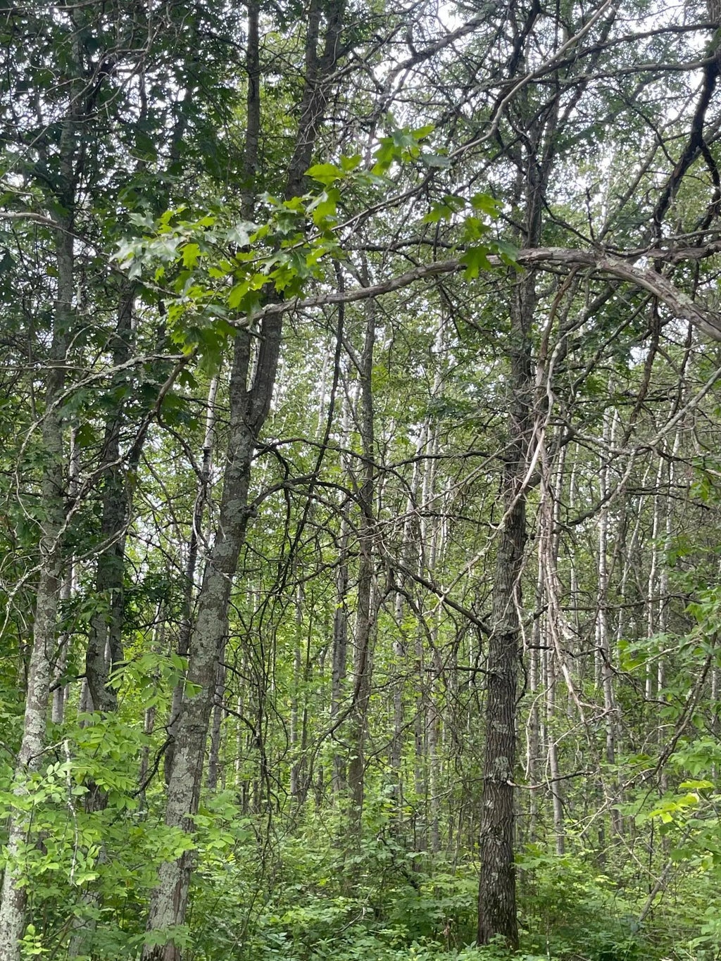 Lot 2 Patriot Ave, Pequot Lakes