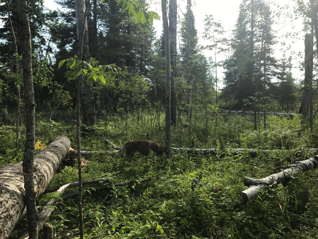 Sec: 2 Twp: 61.0 Rg: 19 Lot: Blk: Ac, Alango Twp