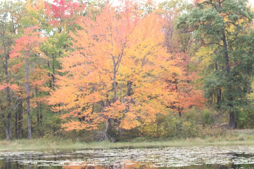 Tbd 60th Street Sw, Maple Twp