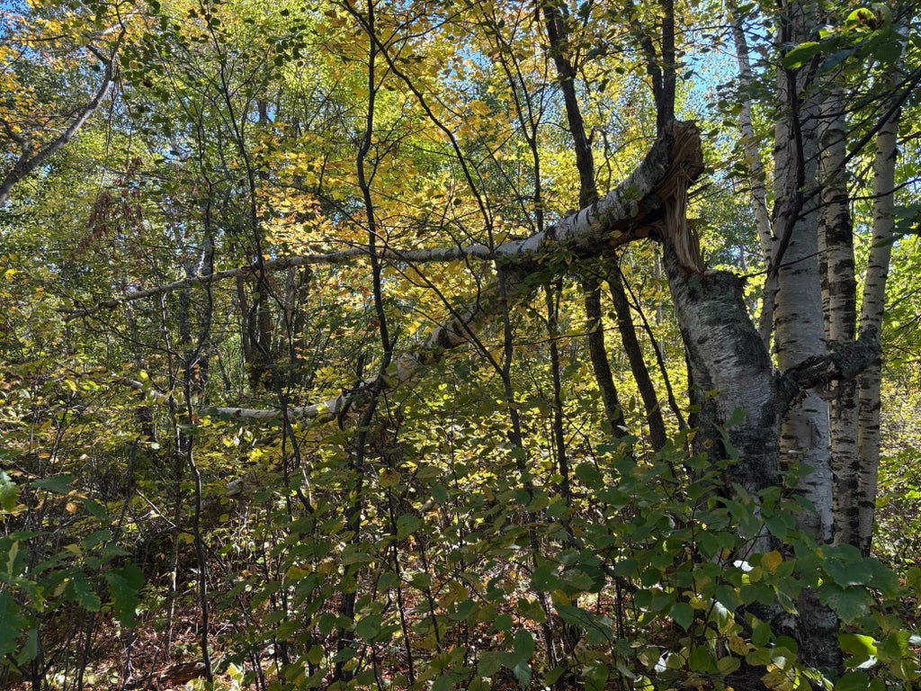 Tbd State Hwy 210, McGregor