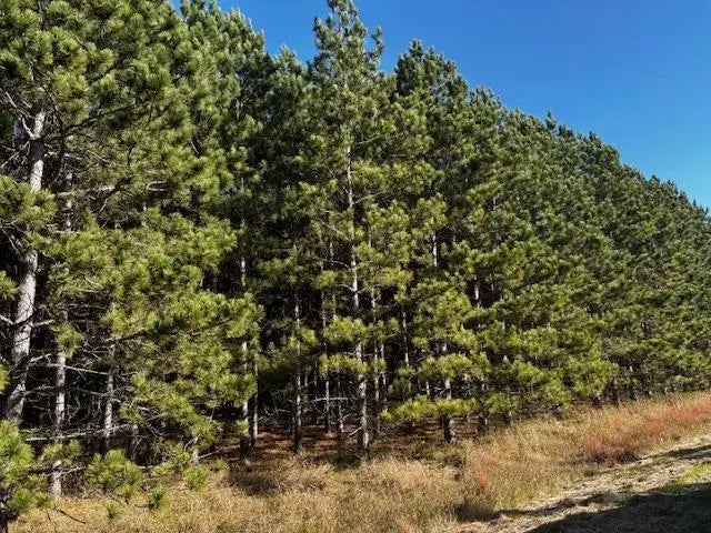 Xxx Emerald Court Ne, Carlos