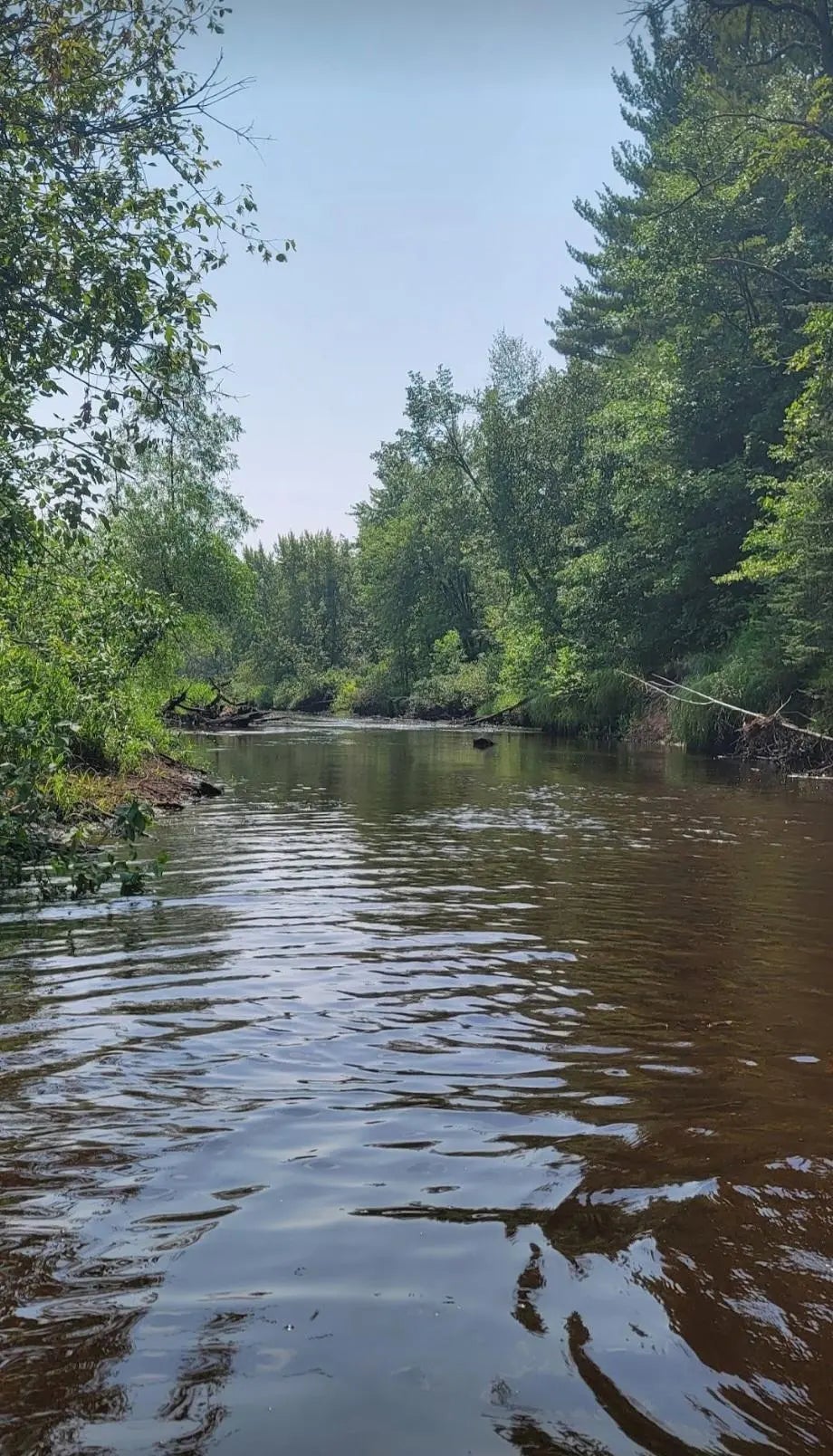 84335 Jack Pine Lane, Windemere Twp