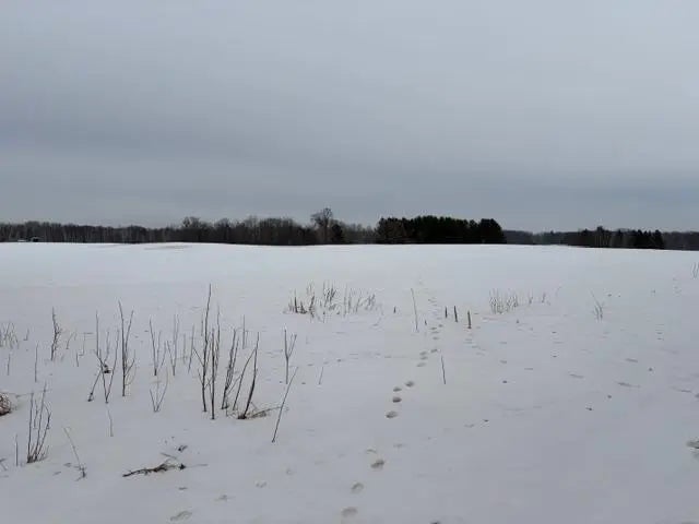 20xx Quail Street, Mora