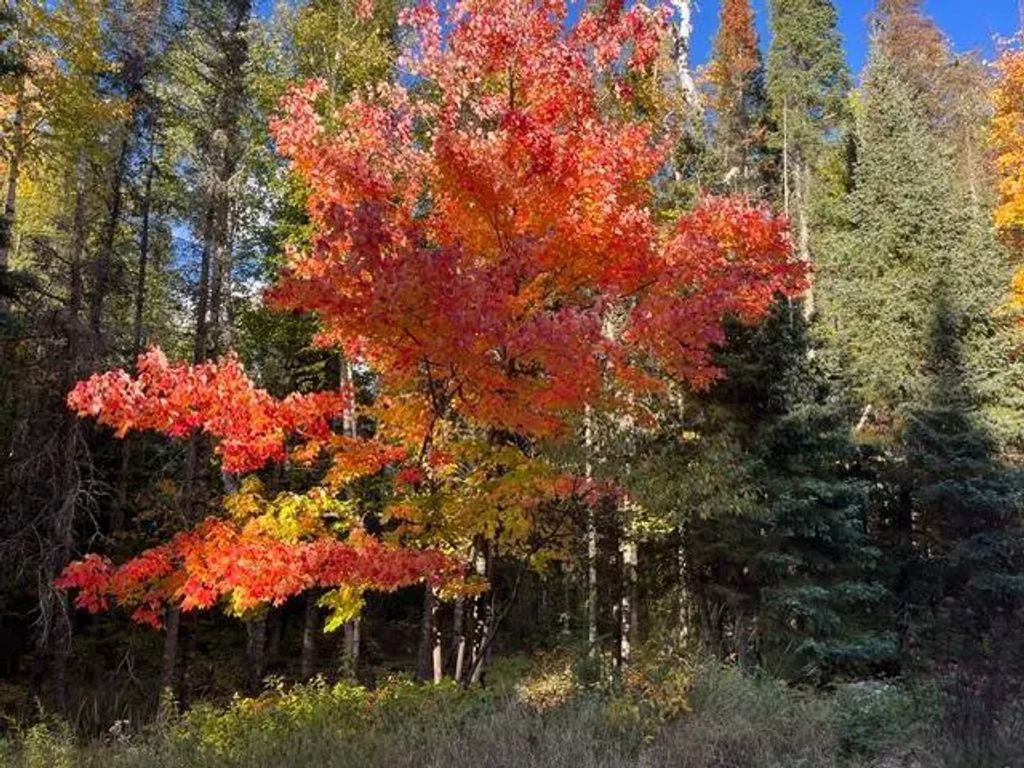 Tbd Lost Lake Rd., Tower