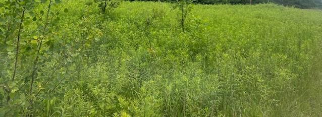 Xxx 210th Street, Milaca