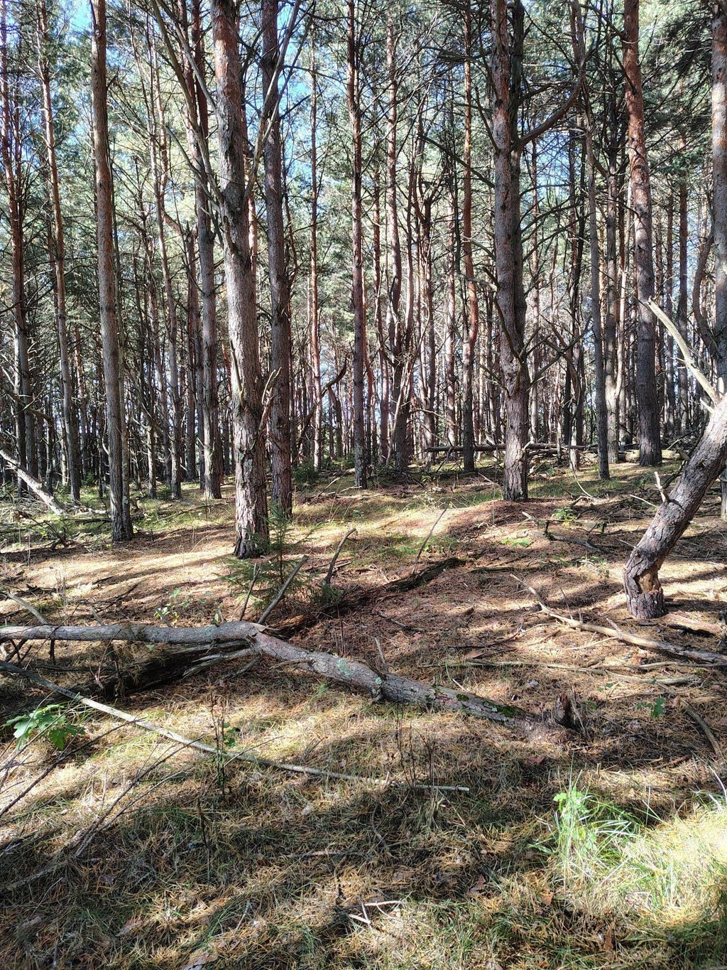 Tbd County Rd 87, Badoura Twp