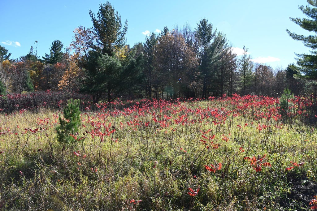 Tbd Pike Court, Fawn Lake Twp