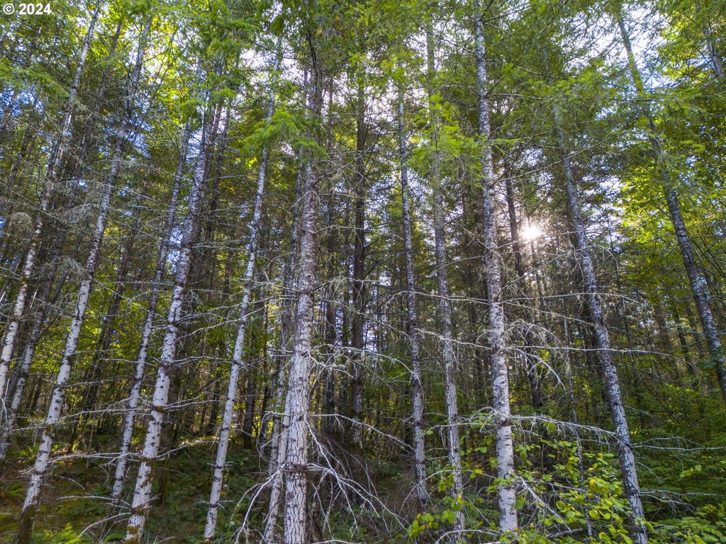 Meadow Lake Rd, Carlton