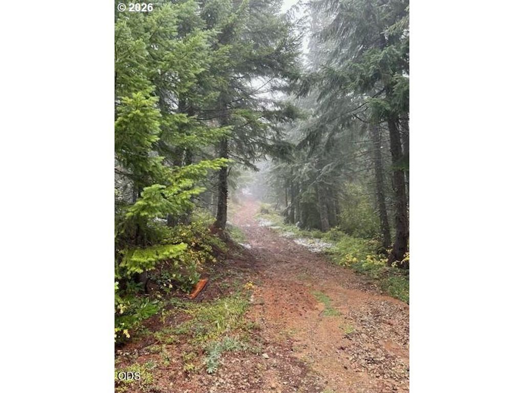 Forest Rod 2820 100, Sweet Home