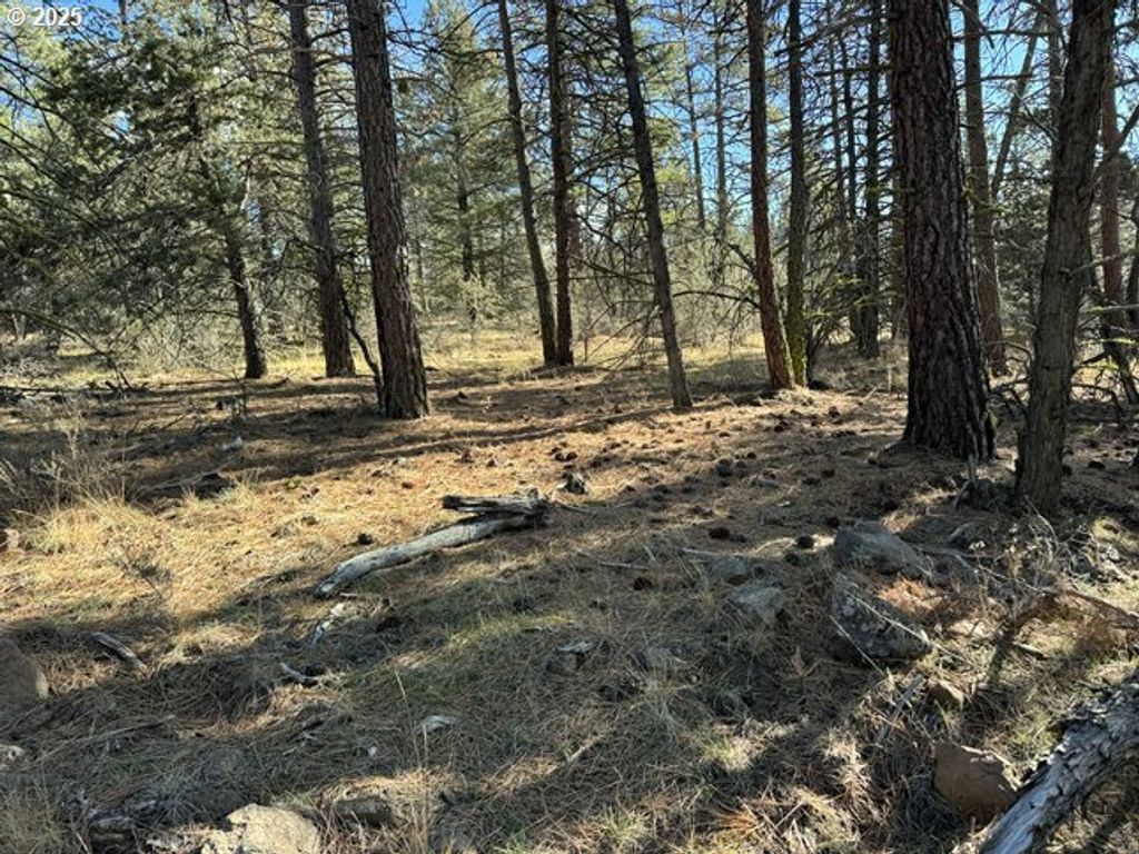 Bunting Drive 31, Bonanza