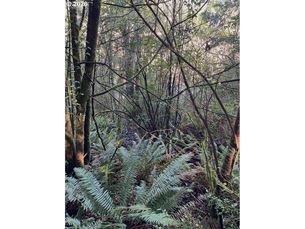 Dogwood, Coquille