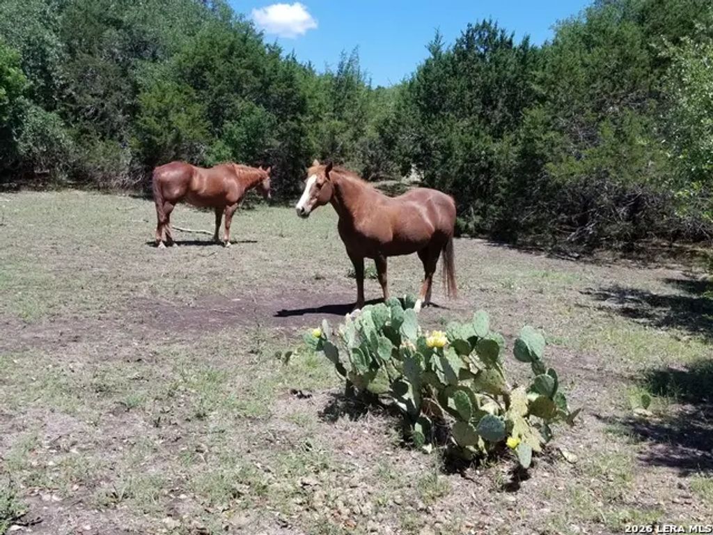 1035 (lot 1777) Mystic Breeze, Spring Branch