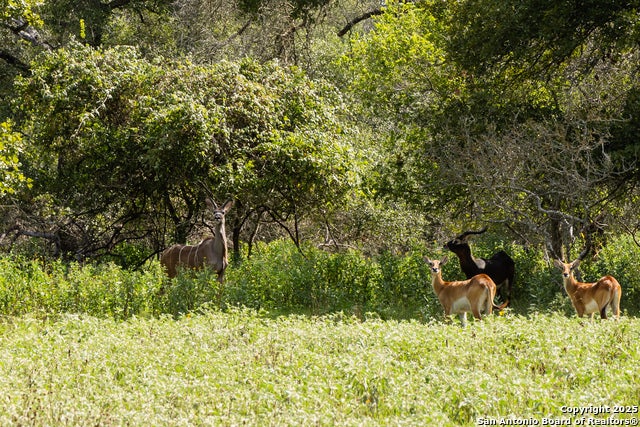 8841 Fm 775, La Vernia