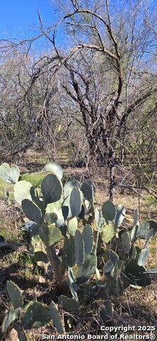 421 Coyol, San Antonio