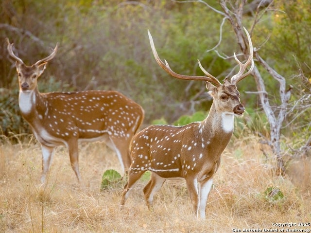 Lot 29 Vaquero Pass, Boerne