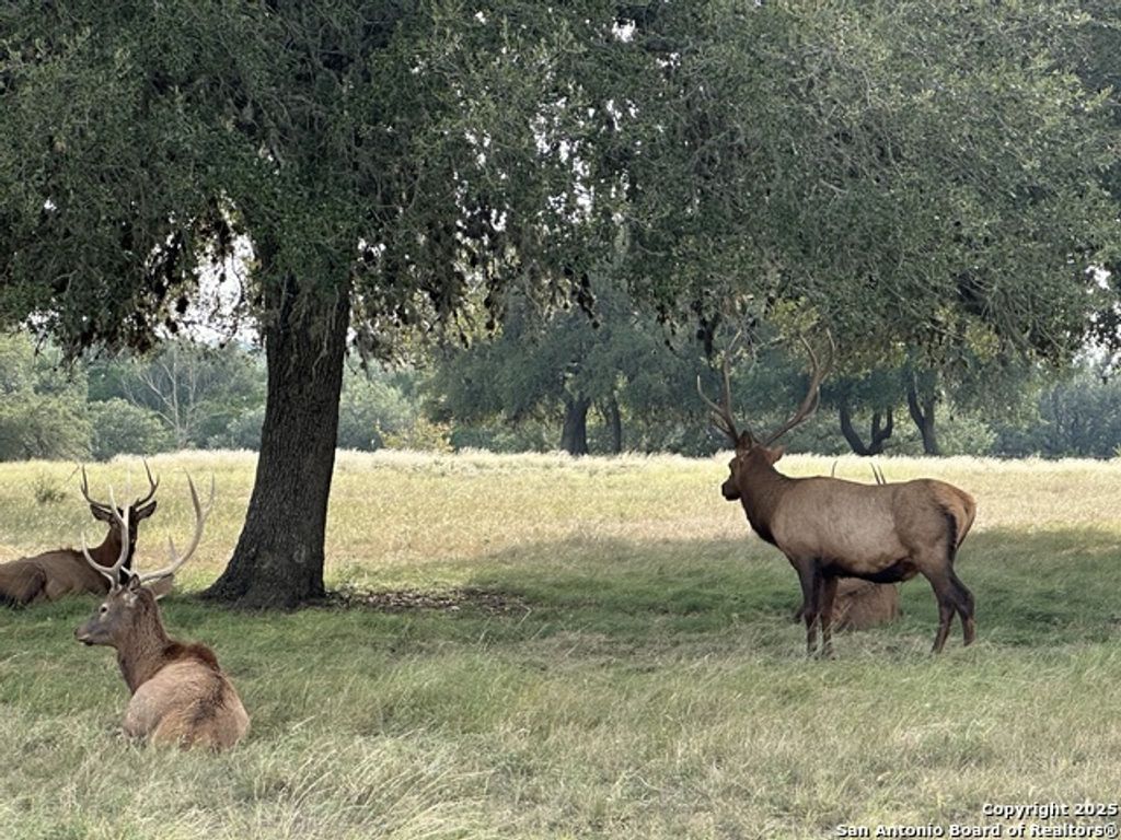 Tbd-lot 42 Blackbuck, Pipe Creek