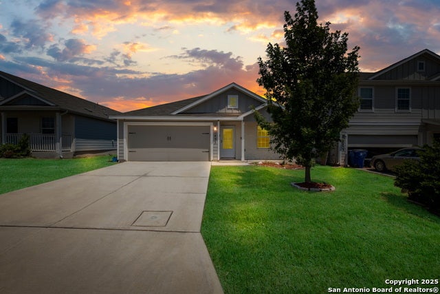 2435 Pechora Pipit, New Braunfels