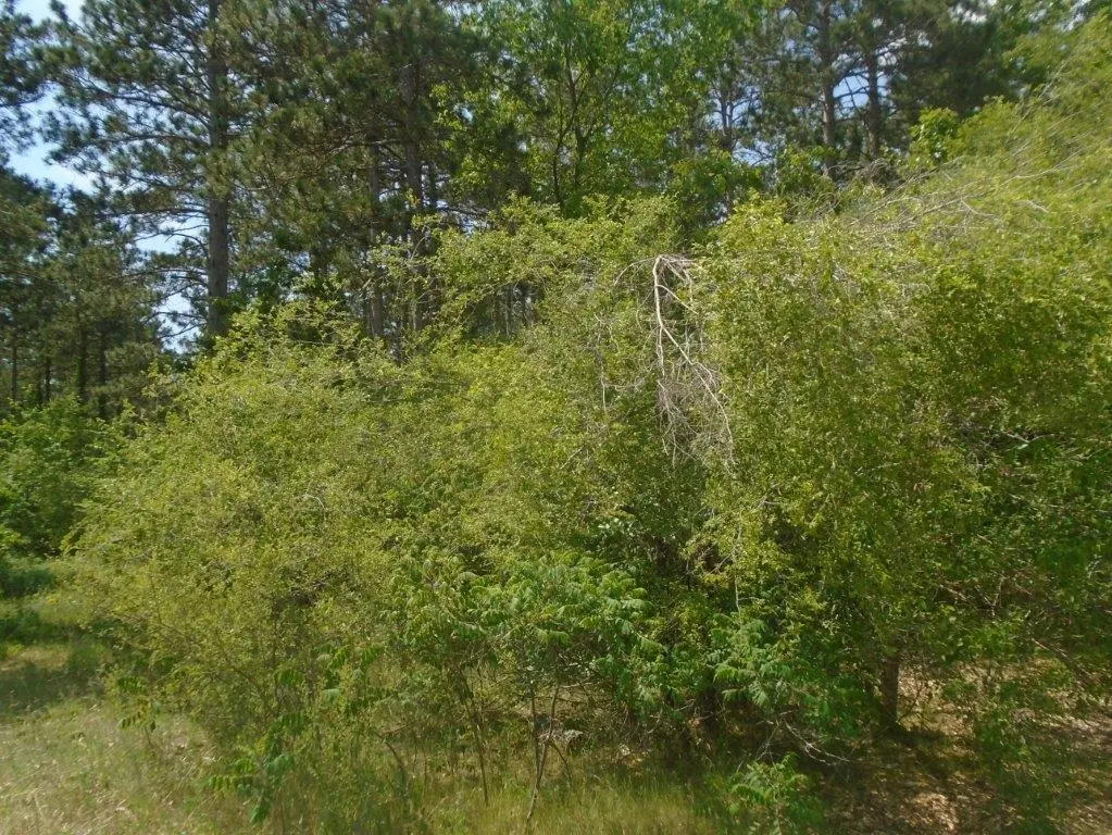 Photo of Listing #1988817