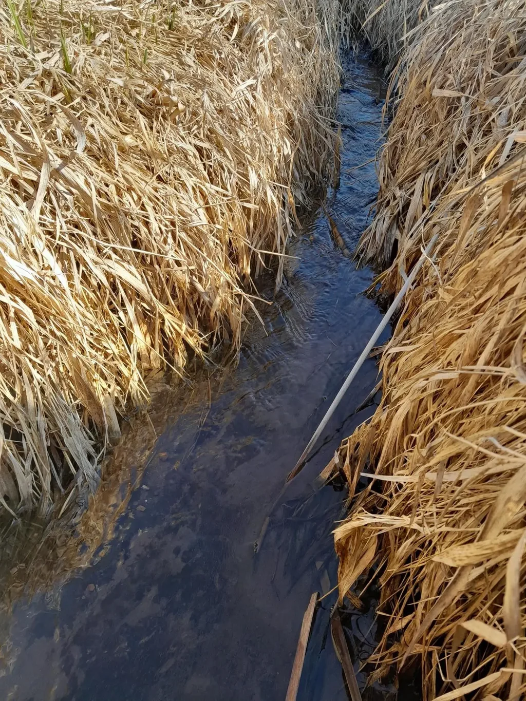 Approx 9 Acres Highway 35/61, Beetown