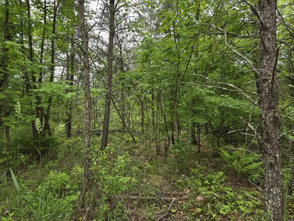 10 Acres 25th Street, Necedah