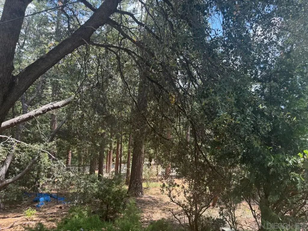 Big Pine, Idyllwild