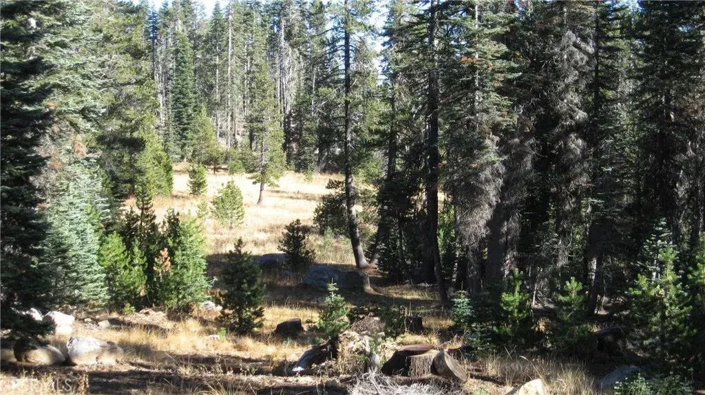 Sugar Pine, Berry Creek