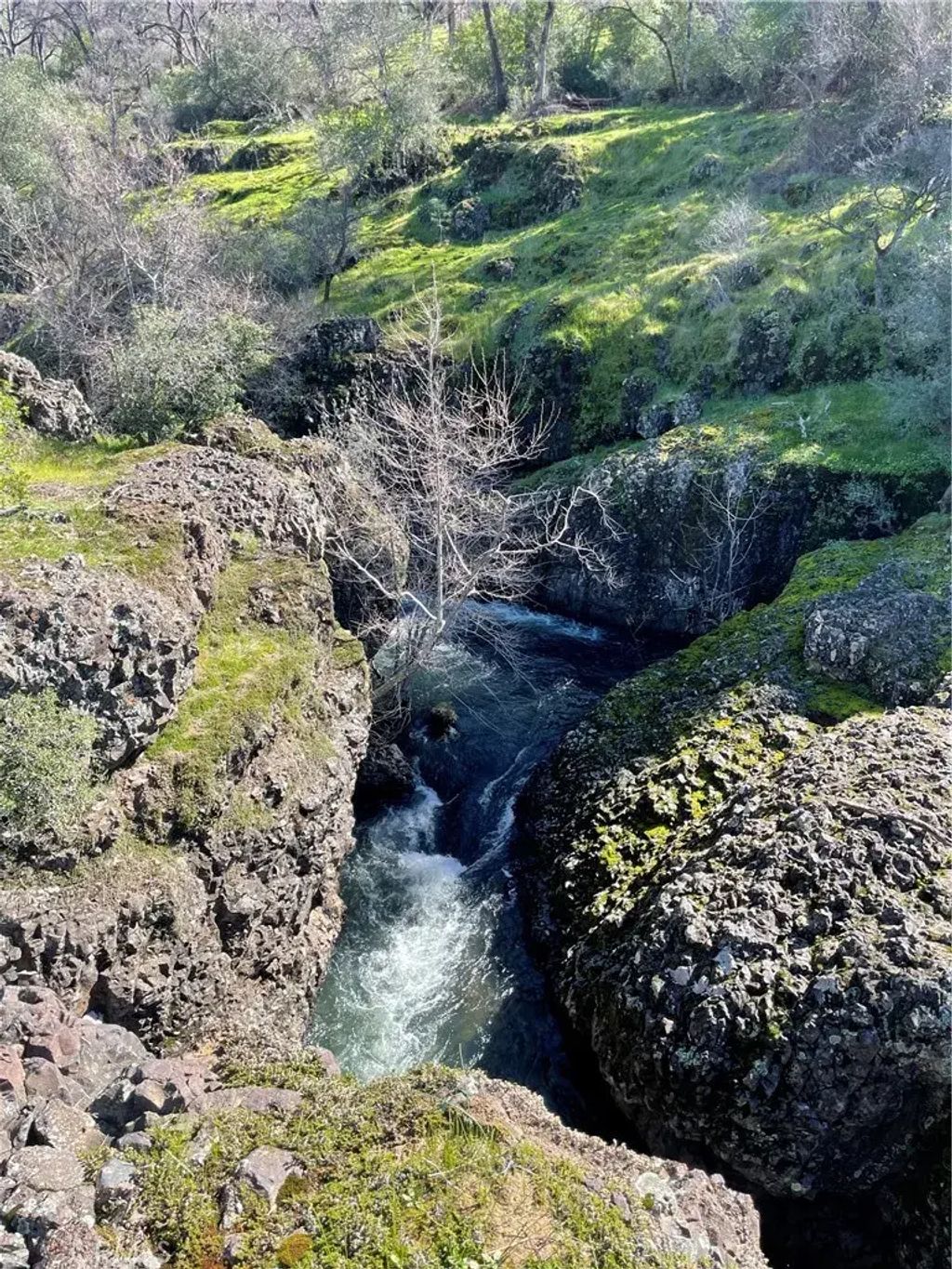 Wilder, Chico