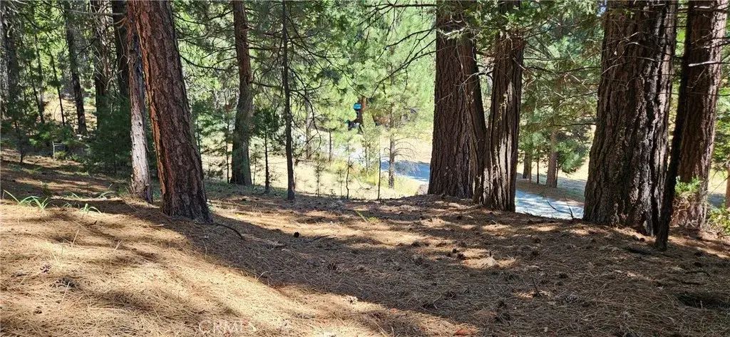108 Forest, North Fork