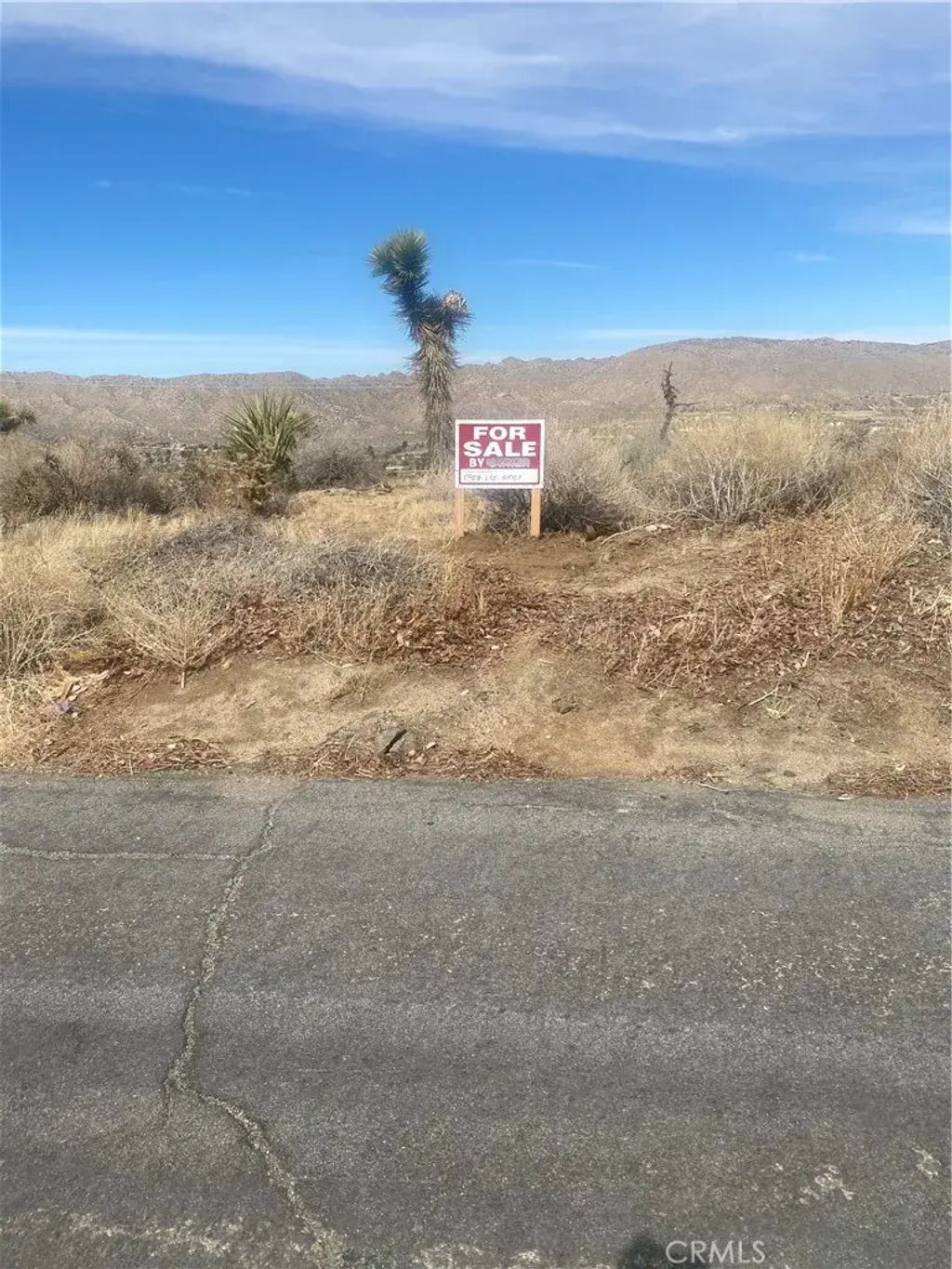 Desert Gold, Yucca Valley