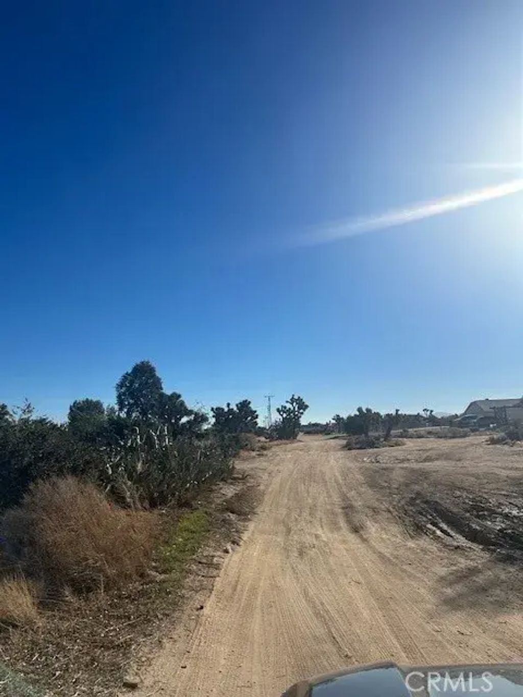 Locust, Pinon Hills