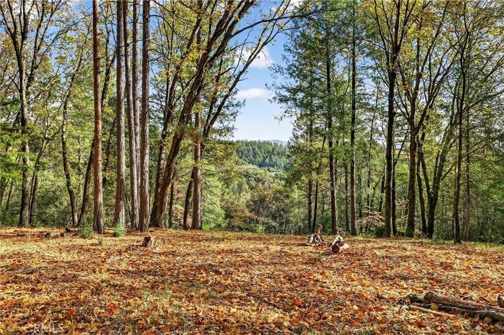 Burgundy, Forest Ranch