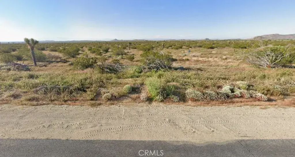 Sopp, Mojave