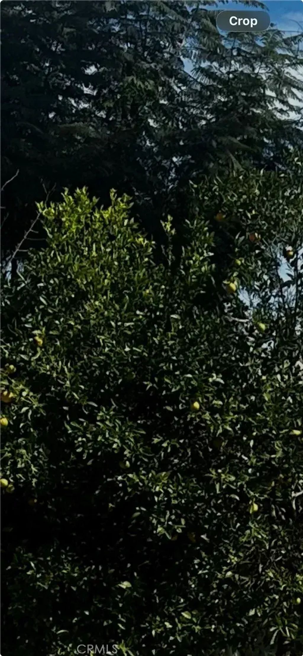 9667 Hillheaven, Tujunga