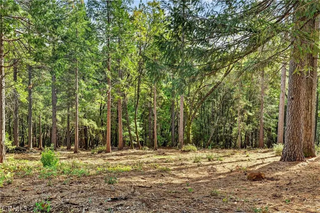Cedar Creek, Forest Ranch